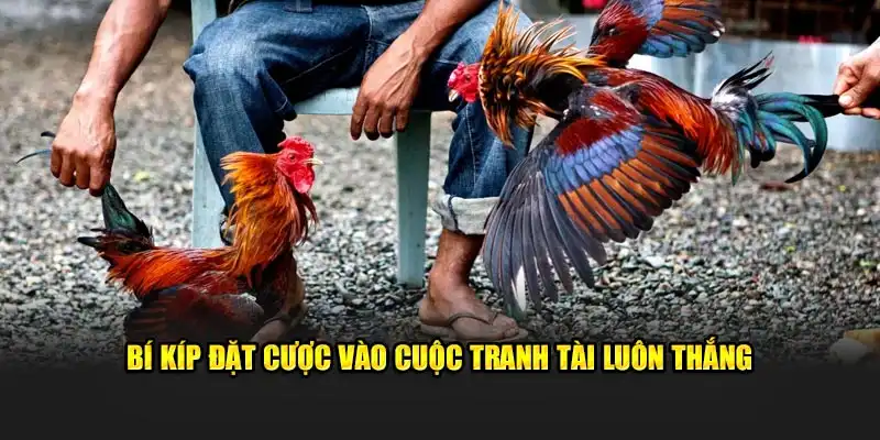 Bí kíp đặt cược vào cuộc tranh tài luôn thắng