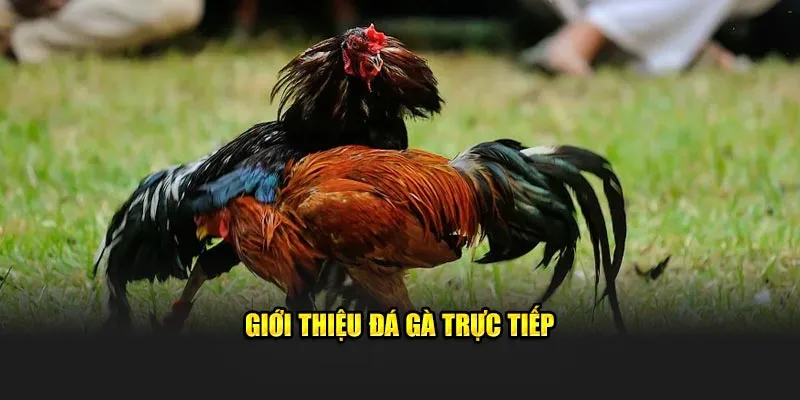 Giới thiệu đá gà trực tiếp