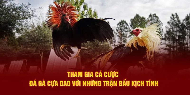 Tham gia cá cược đá gà Campuchia cựa dao kịch tính