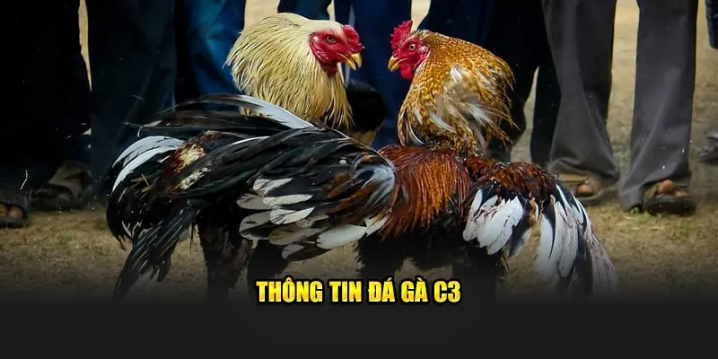 Thông tin đá gà C3