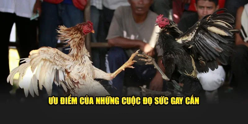 Ưu điểm của những cuộc đọ sức gay cấn